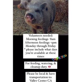 SoCalMiniPigs - Pet Breeders Near Me - Valley Center, California SoCalMiniPigs - Pet Breeders Near Me - Valley Center, California