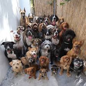 Dog Rescue Without Borders - Community Service/Non-Profit Near Me Dog Rescue Without Borders - Community Service/Non-Profit Near Me