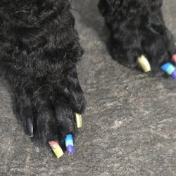 Amber's Pampered Paws