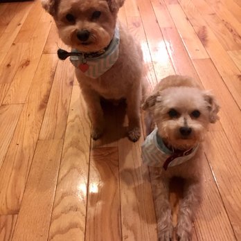 The Barker Shoppe - Happy boys all cleaned up and pretty! - Pet Groomers Near Me - Antioch, Illinois The Barker Shoppe - Happy boys all cleaned up and pretty! - Pet Groomers Near Me - Antioch, Illinois