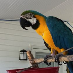 Avian And Exotic Animal Care