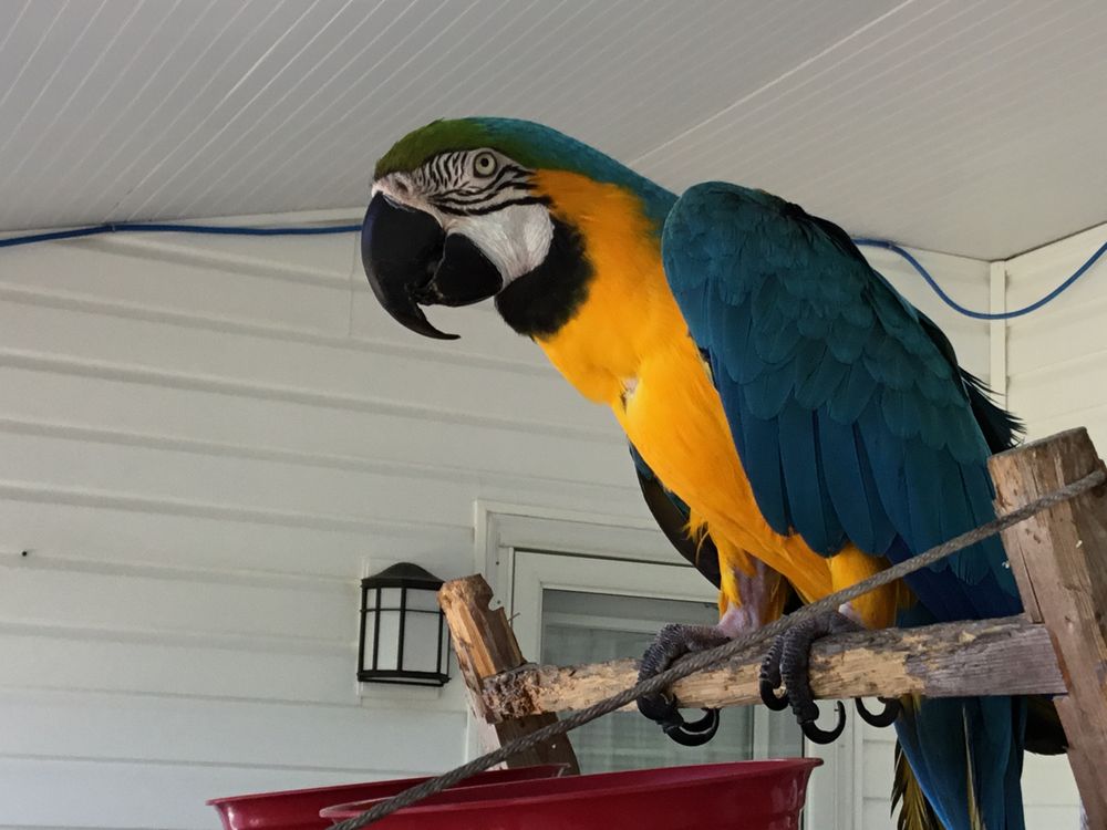 Avian And Exotic Animal Care - pet boarding facility in Raleigh, NC