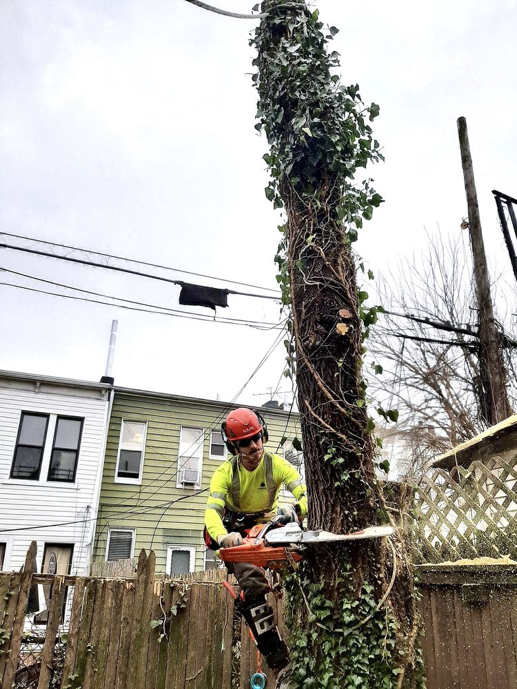 Arborpolitan Tree & Garden Care - tree service in Brooklyn, NY
