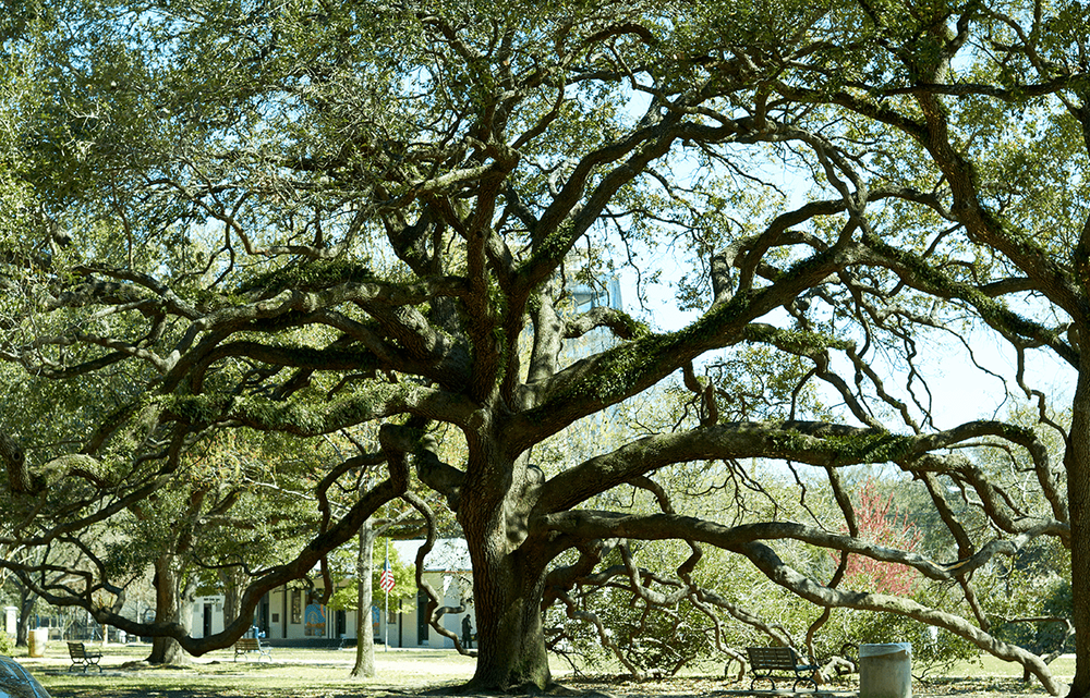Tree Care Inc. - tree service in Houston, TX
