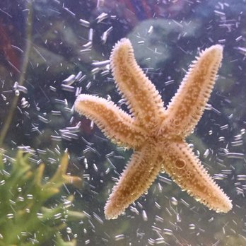Biomes - I am a star - Aquariums Near Me - North Kingstown, Rhode Island