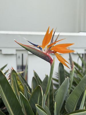 Griffith Observatory by null Griffith Observatory by null