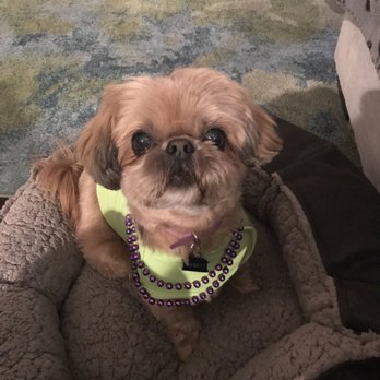 Fur de Leash Mobile Dog Grooming - Pet Groomers Near Me Fur de Leash Mobile Dog Grooming - Pet Groomers Near Me