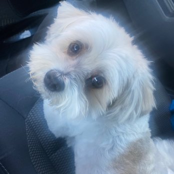 Doggie Dos - Pet Groomers Near Me - La Mesa, California Doggie Dos - Pet Groomers Near Me - La Mesa, California