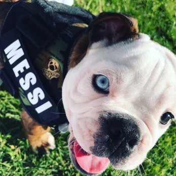 Mr. Bulldog - Pet Groomers Near Me - Pico Rivera, California Mr. Bulldog - Pet Groomers Near Me - Pico Rivera, California