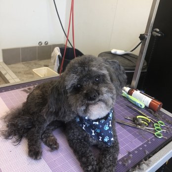 River Dog Grooming - Pet Groomers Near Me River Dog Grooming - Pet Groomers Near Me
