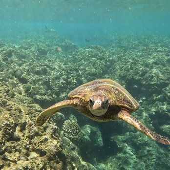 Capt Andy's - Great snorkeling. Honu swam right up. - Boat Tours Near Me - Ele'ele, Hawaii