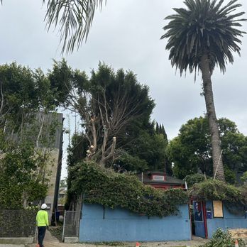 Jimmie's Tree Service - Ficus removed in tight quarters - no skylights were damaged! - Tree Services Near Me
