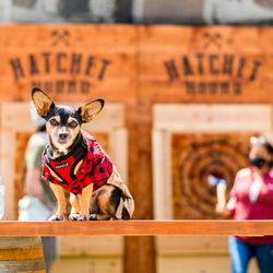 Hatchet Hound  - Hatchet Hound mascot