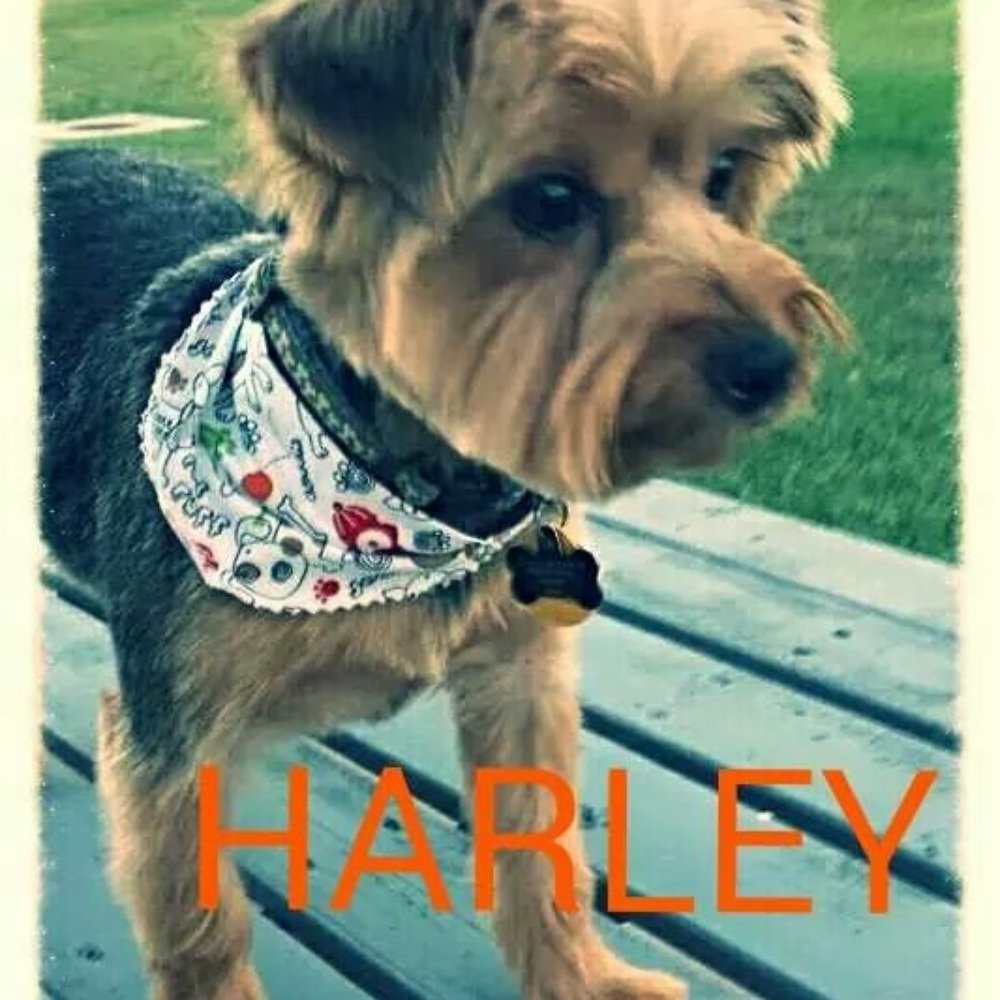 Dog Day Afternoon - Pet Groomers Near Me - Mascoutah, Illinois