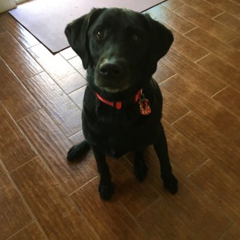 Thunderpaws ABQ - Amos - Pet Training Near Me