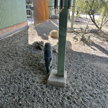 Saguaro Corners Restaurant & Bar - Javelinas outside - Bars Near Me - Tucson, Arizona Saguaro Corners Restaurant & Bar - Javelinas outside - Bars Near Me - Tucson, Arizona