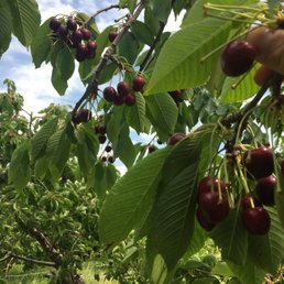 delicious cherries