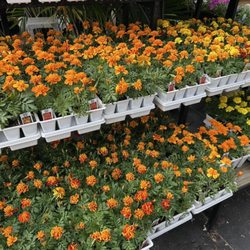 Rudy's Nursery & Garden Center