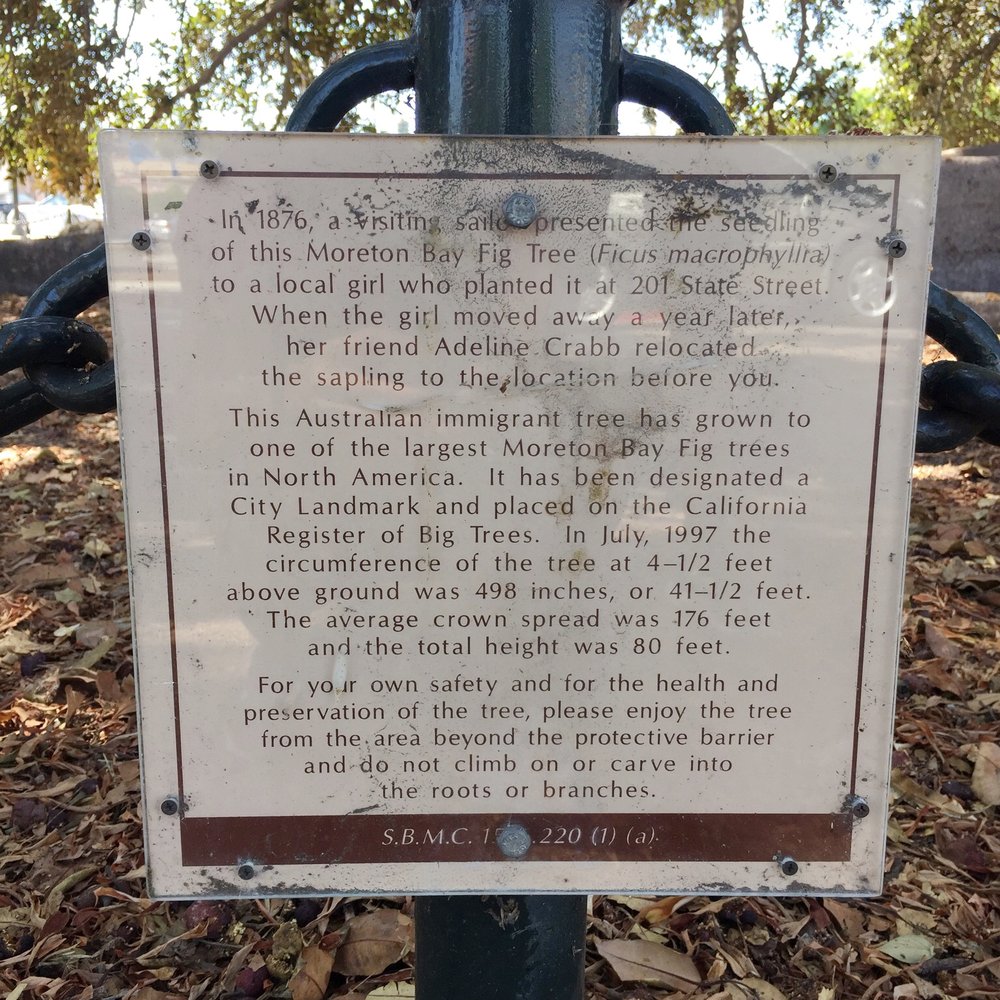 Moreton Bay Fig Tree Park - History Plaque - Parks Near Me - Santa Barbara, California Moreton Bay Fig Tree Park - History Plaque - Parks Near Me - Santa Barbara, California