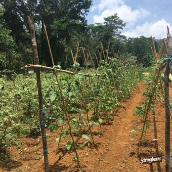 Sheridan Resort And Spa - Sheridan Organic Farm. They grow all of their own produce for the restaurant. - Hotels Near Me - Sabang, PLW