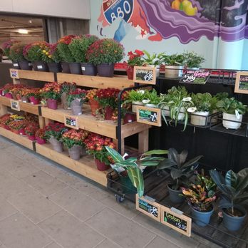 Trader Joe's - Plants - Grocery Near Me - Milpitas, California Trader Joe's - Plants - Grocery Near Me - Milpitas, California