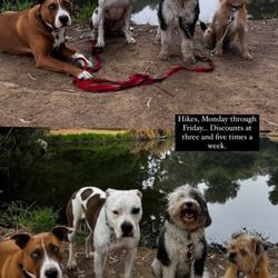 Yo Dog Walker - The best pack around!