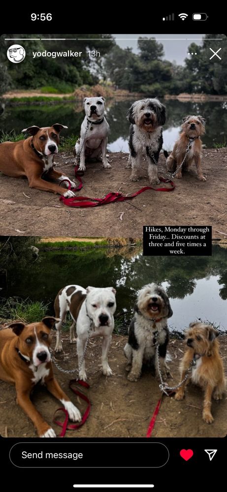 Yo Dog Walker - pet boarding facility in Los Angeles, CA