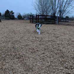 Fairgrounds Dog Park