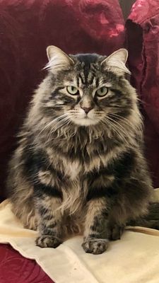 cozycroft pet hospital