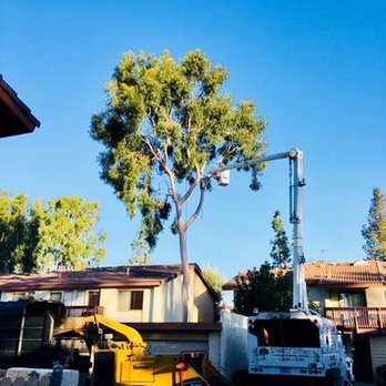 Trees 'N Things - Tree Services Near Me - Los Angeles, California Trees 'N Things - Tree Services Near Me - Los Angeles, California