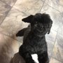 Photo of The Prissy Pooch Pet Parlor
