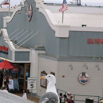 Seaside on the Pier - Seagull hanging out with us at the rooftop. - New American Near Me - Santa Monica, California