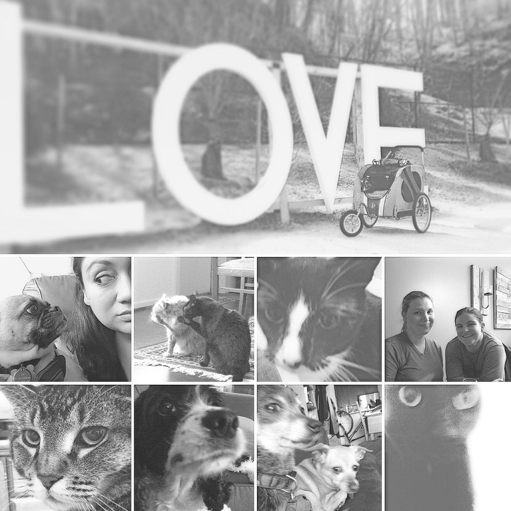 Loyalty Pet Care - pet boarding facility in Occoquan, VA