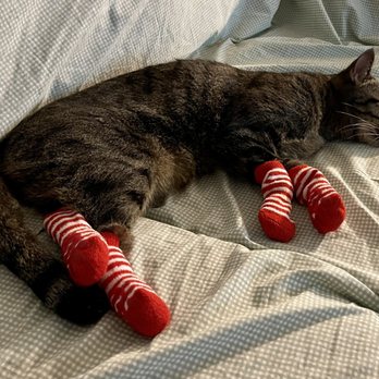 Island Pet Movers - Attempting to stay warm in Colorado... - Pet Transportation Near Me - Honolulu, Hawaii Island Pet Movers - Attempting to stay warm in Colorado... - Pet Transportation Near Me - Honolulu, Hawaii