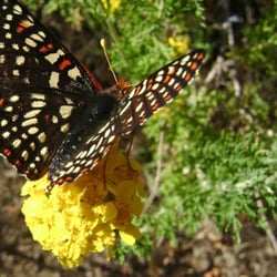 Malibu Canyon - This butterfly was feasting along the Backbone Trail.