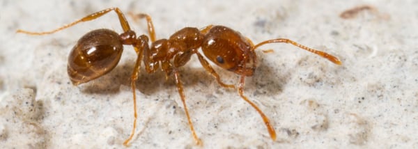 Chemi-Pure Termite & Pest Control photo 3