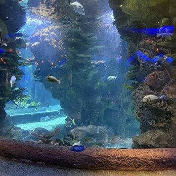 Aquarium Restaurant - Seafood Near Me - Nashville, Tennessee Aquarium Restaurant - Seafood Near Me - Nashville, Tennessee