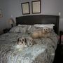 Photo of SJS Pet Care