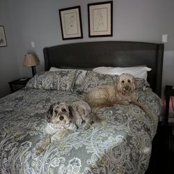 SJS Pet Care - Ready for bed time!