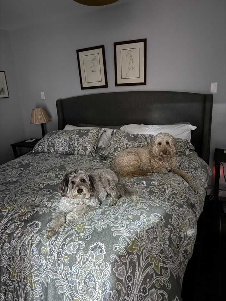 SJS Pet Care Image