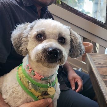Blue Ribbon Artisan Pizzeria - Gio approved! - Pizza Near Me - Encinitas, California