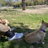 Norwood Estate Dog Park gift card