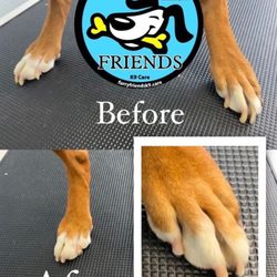 Furry Friends - Nail trim and buff