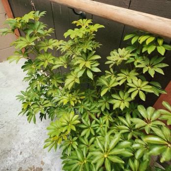 MY Coffee Roastery - Plants - Coffee & Tea Near Me - Berkeley, California