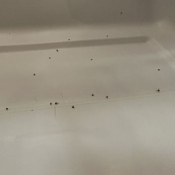 MAA Pavilion Place - Gnats infesting our refrigerator on a daily basis but it's "normal" just keep cleaning...... - Apartments Near Me - Midlothian, Virginia
