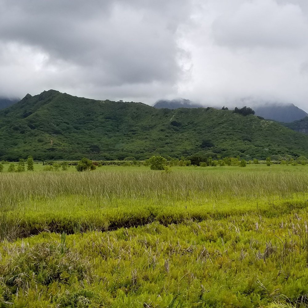 Kawainui Marsh Trail - mauka (mountain) views - Hiking Near Me - Kailua, Hawaii