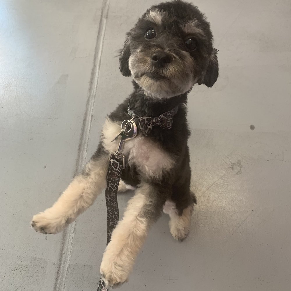 Calling All Paws - After! - Pet Groomers Near Me - Las Vegas, Nevada Calling All Paws - After! - Pet Groomers Near Me - Las Vegas, Nevada