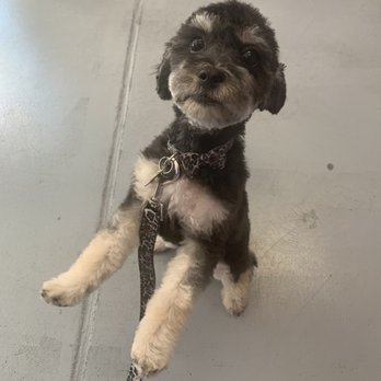 Calling All Paws - After! - Pet Groomers Near Me - Las Vegas, Nevada