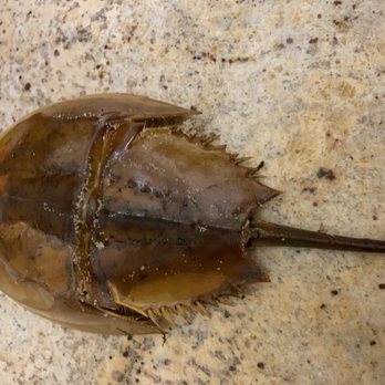 Cape Cod National Seashore - Horseshoe crab - Landmarks & Historical Buildings Near Me - Wellfleet, Massachusetts