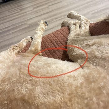 Barkaritaville Pet Resort - Pet Groomers Near Me - Corpus Christi, Texas